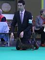 Crufts_dachshunds 1132